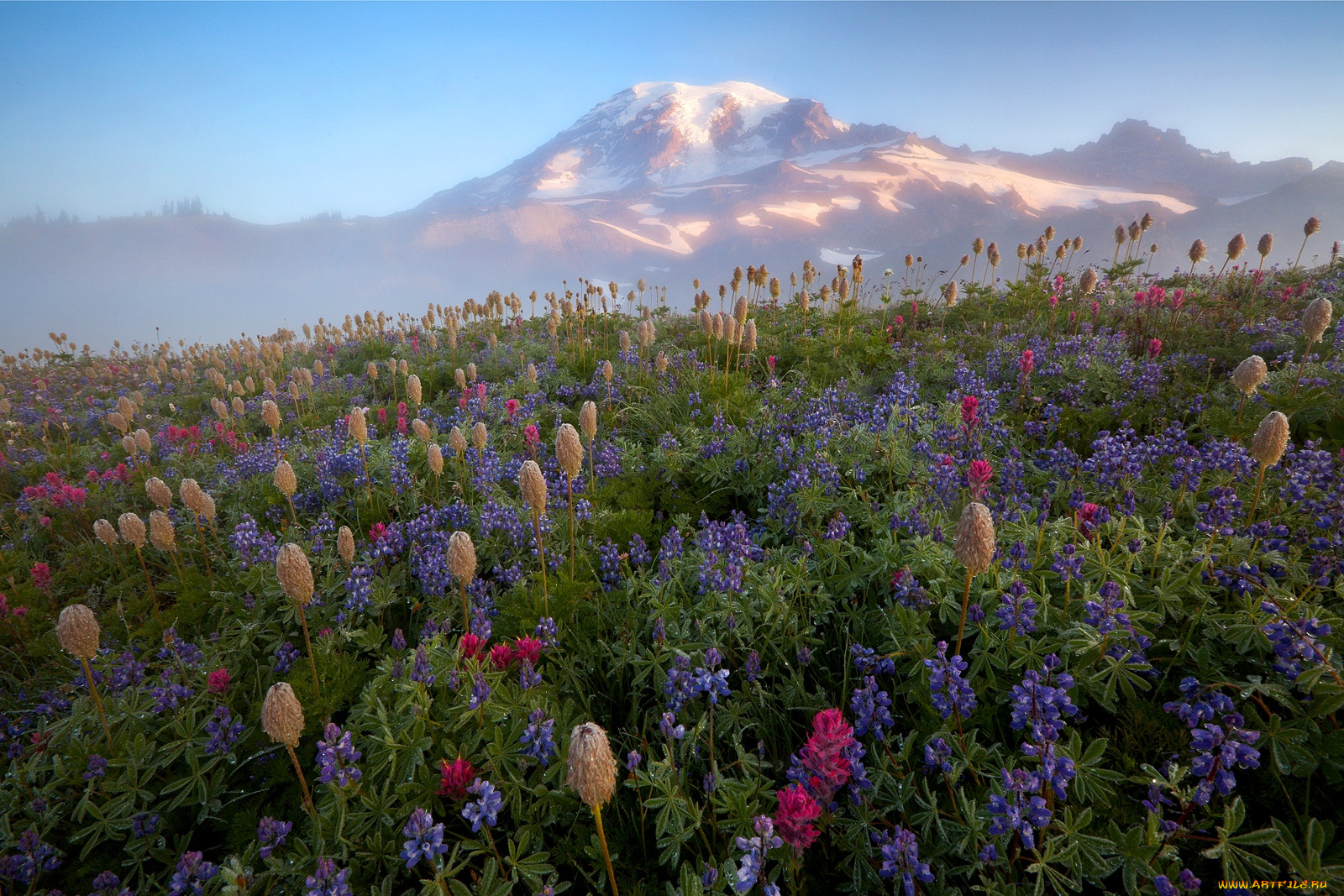 Цветы в горах Америки фото июль